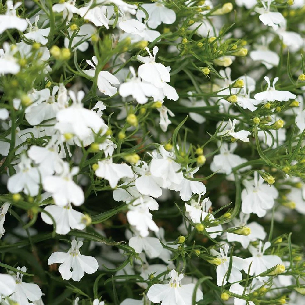 Laguna® White Lobelia