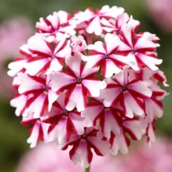Lanai® Candy Cane Verbena Plant