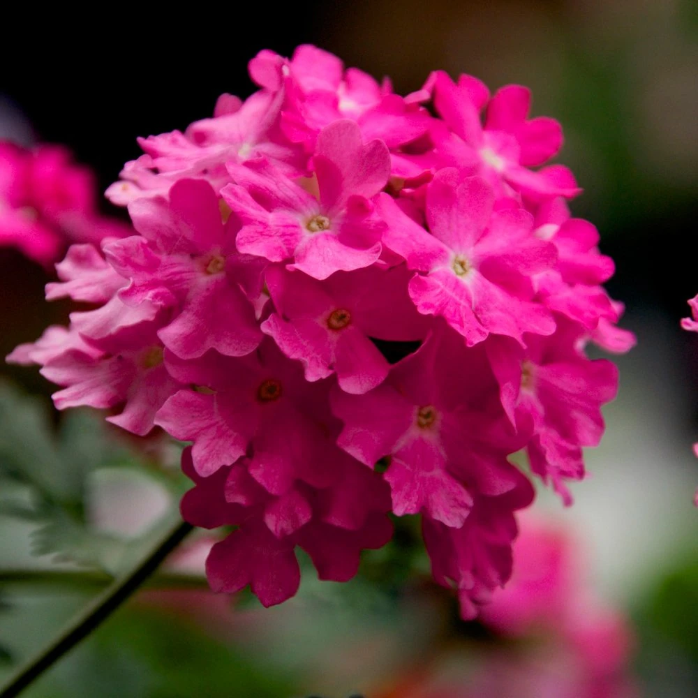 Lanai® Deep Pink Verbena Plant