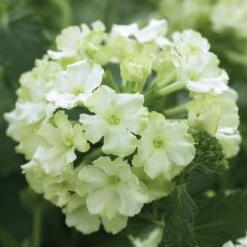Lanai® Compact Lime Green Verbena Plant