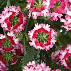 Lanai® Twister Red Verbena Plant