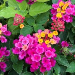 Bandana® Cherry Lantana Plant
