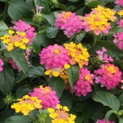Lil Miss Lantana Plant