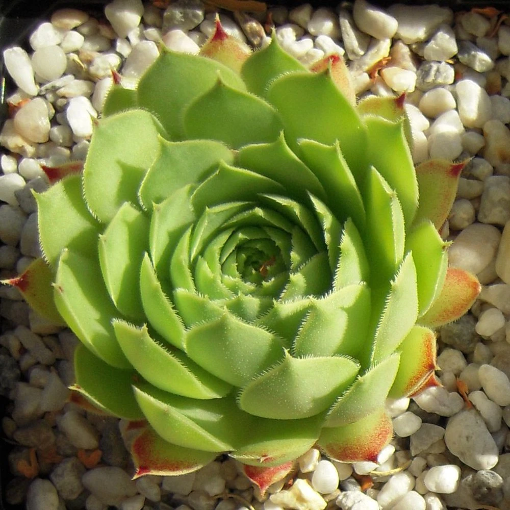 Limelight Sempervivum (Hens And Chicks)