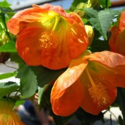 Lucky Lantern Tangerine Abutilon