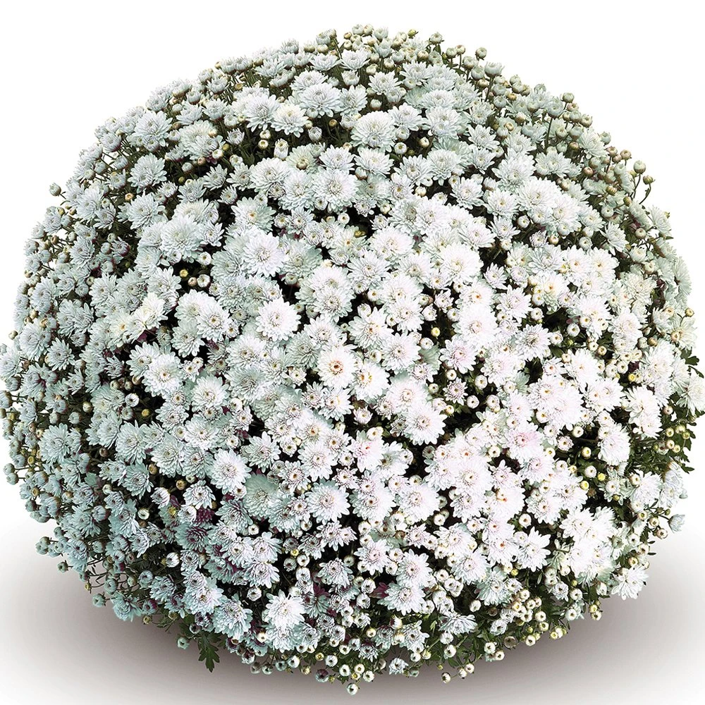 Belgian Mum® Mabel White Plant