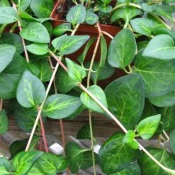 Maculata Vinca Vine