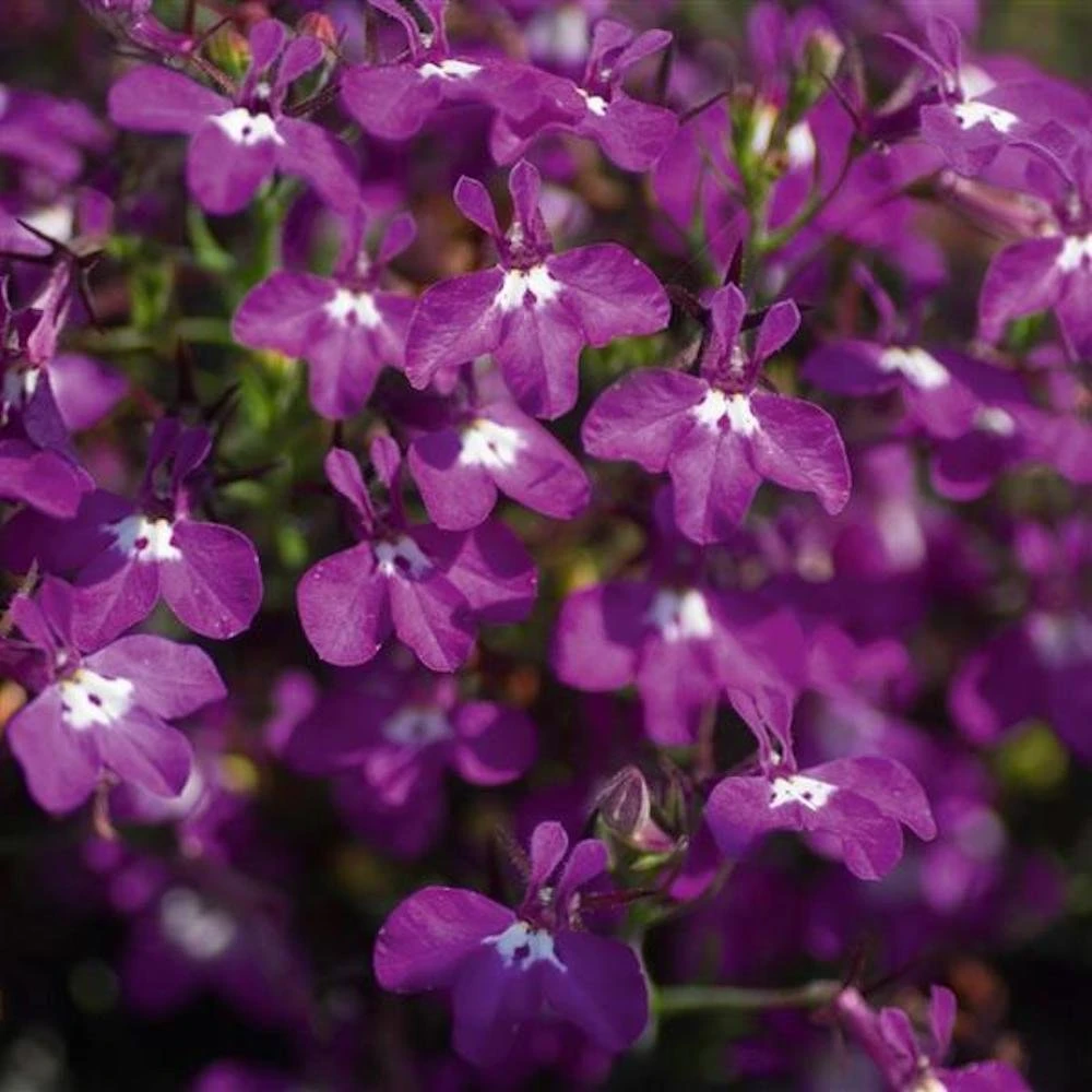 Magadi⢠Basket Dark Purple Lobelia