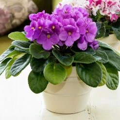 Magenta African Violet