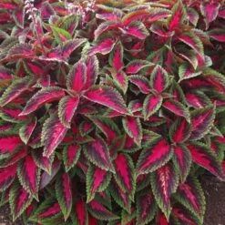 Main Street Ruby Road Coleus Plant