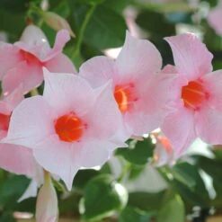 Sun Parasol® Original Cream Pink Mandevilla
