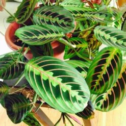 Maranta Red Prayer