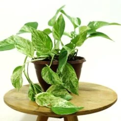 Marble Queen Pothos
