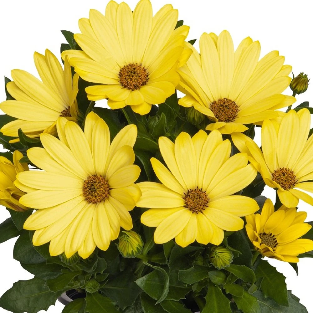 Margarita® Yellow Osteospermum Plant