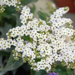 White Marino Heliotrope Plant