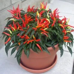 Medusa Ornamental Pepper