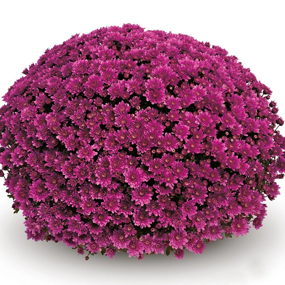 Belgian Mum® Mefisto Purple Plant