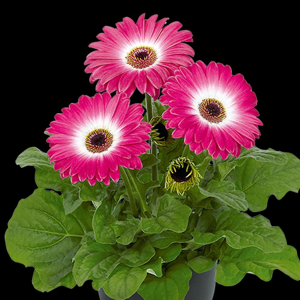 Floriline® Midi Eyecatcher Purple Gerbera