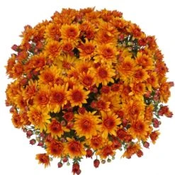 Belgian Mum® Mika Orange Plant