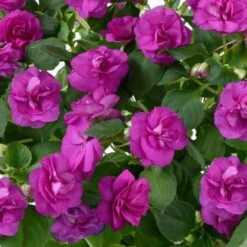 Musica™ Electric Purple Double Impatiens Plant