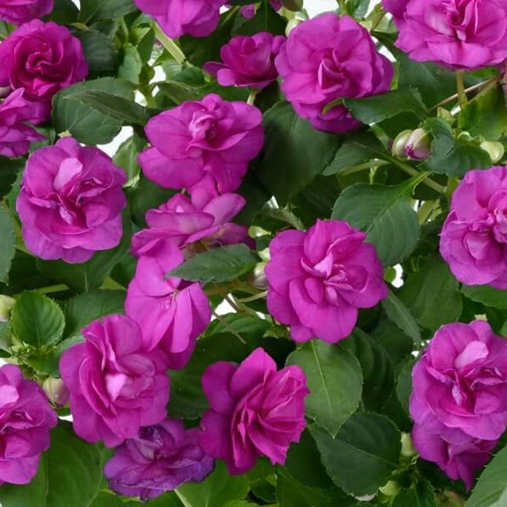Musica™ Electric Purple Double Impatiens Plant