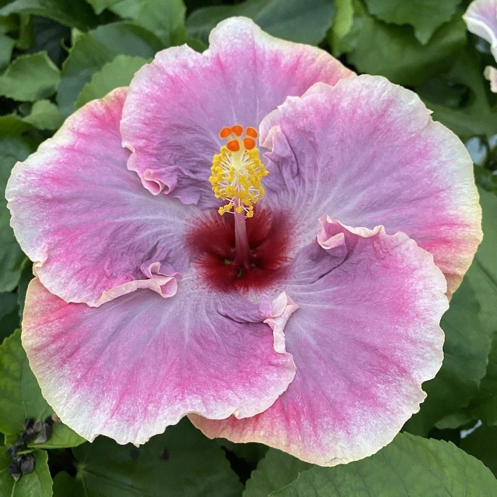 My Darlin Cajun Hibiscus