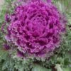 Nagoya Rose Ornamental Kale