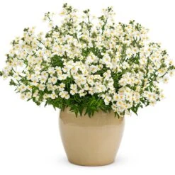 Sunsatia® Coconut Nemesia