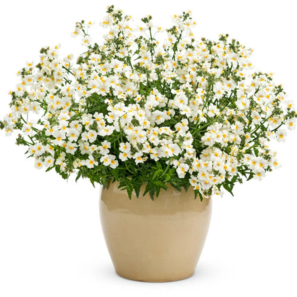 Sunsatia® Coconut Nemesia