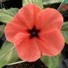 Quasar Orange Target Catharanthus