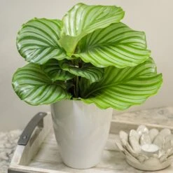 Color Full® Orbifolia Calathea
