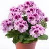 Aristo® Orchid Regal Geranium Plant