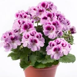Aristo® Orchid Regal Geranium Plant