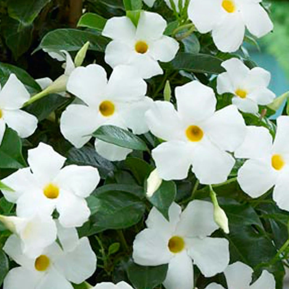 Sun Parasol® Original White Mandevilla