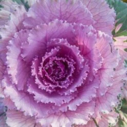 Osaka Pink Ornamental Cabbage