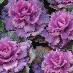 Osaka Red Ornamental Cabbage