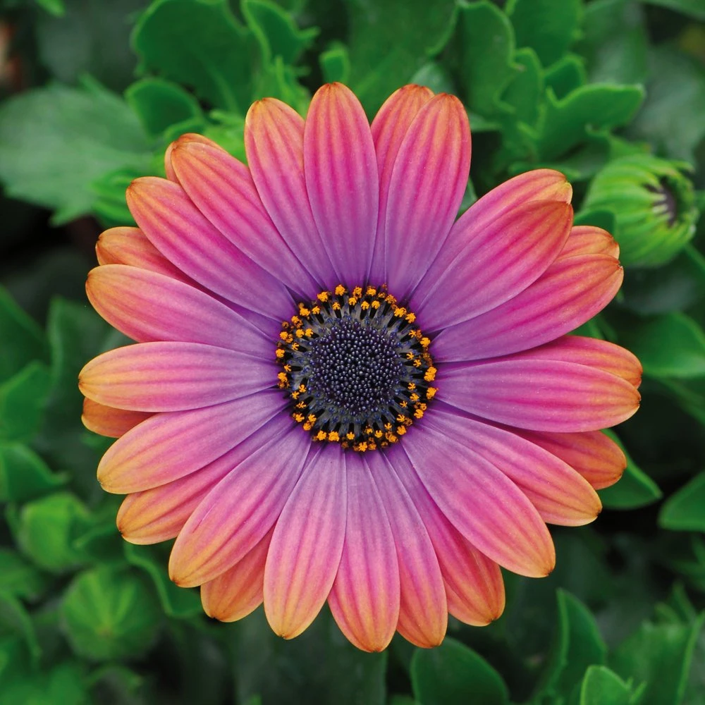 Zion™ Copper Amethyst Osteospermum Plant