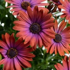 Ostica™ Bronze Osteospermum Plant