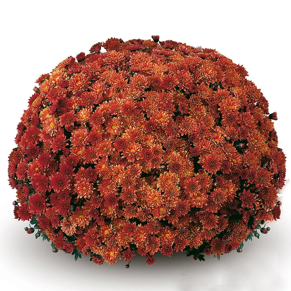 Belgian Mum® Padre Orange Plant