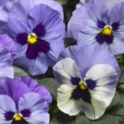 Delta™ Premium Marina Pansy