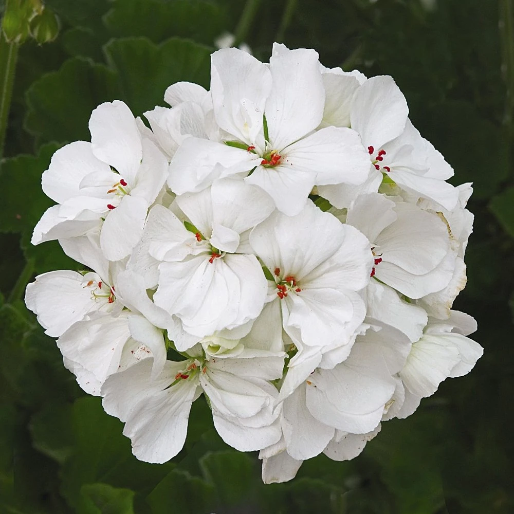 Patriot™ White Zonal Geranium Plant