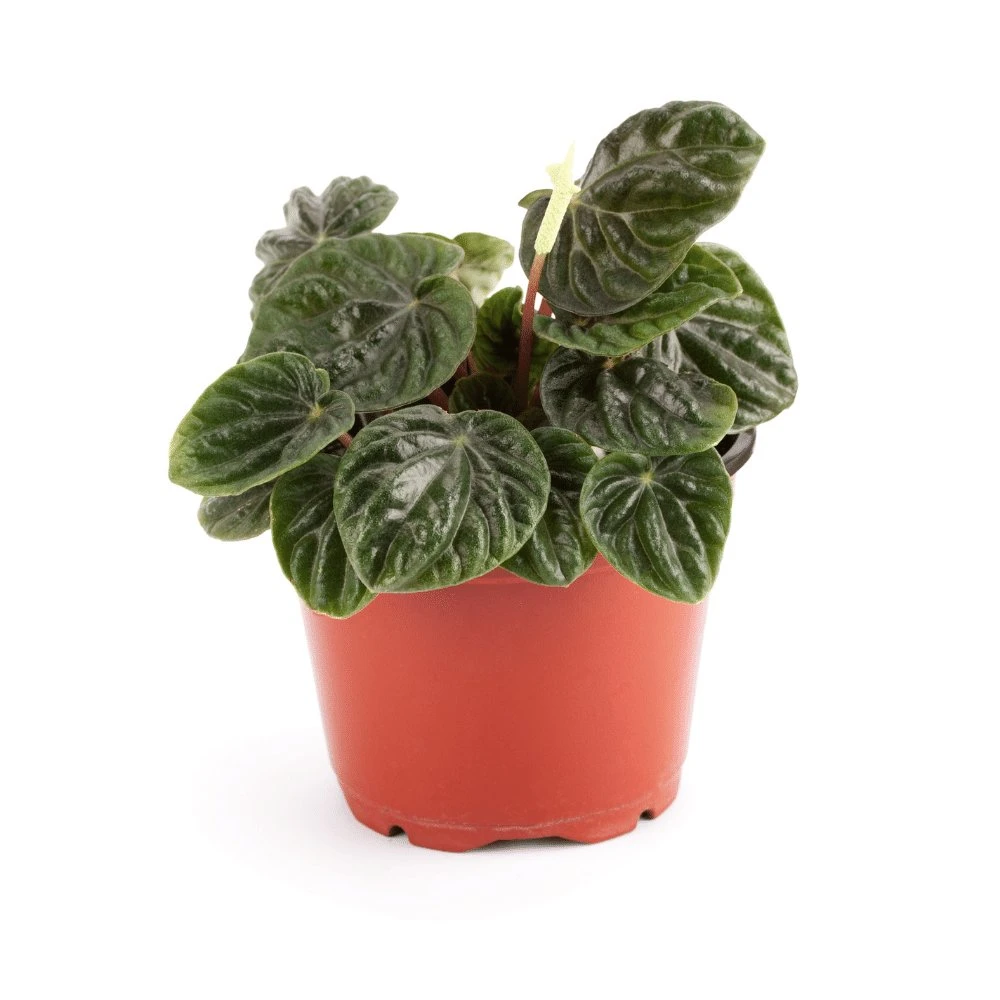 Peperomia Emerald Ripple Red