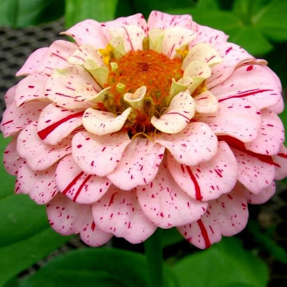 Peppermint Stick Zinnia