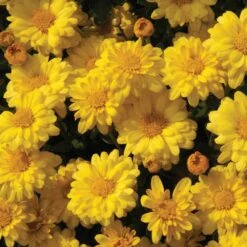 Sizzling Igloo Perennial Mum Plant