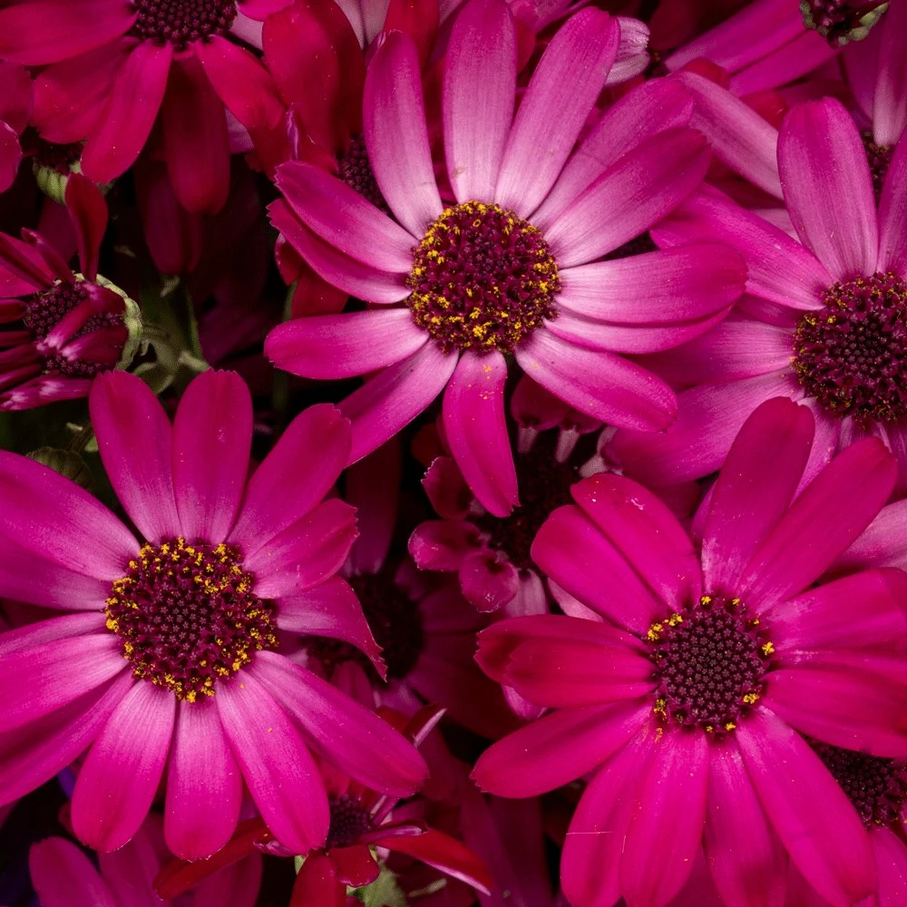 Senetti Ruby Red Pericallis