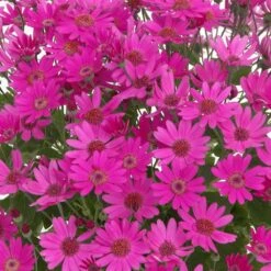 Senetti Baby Magenta Pericallis