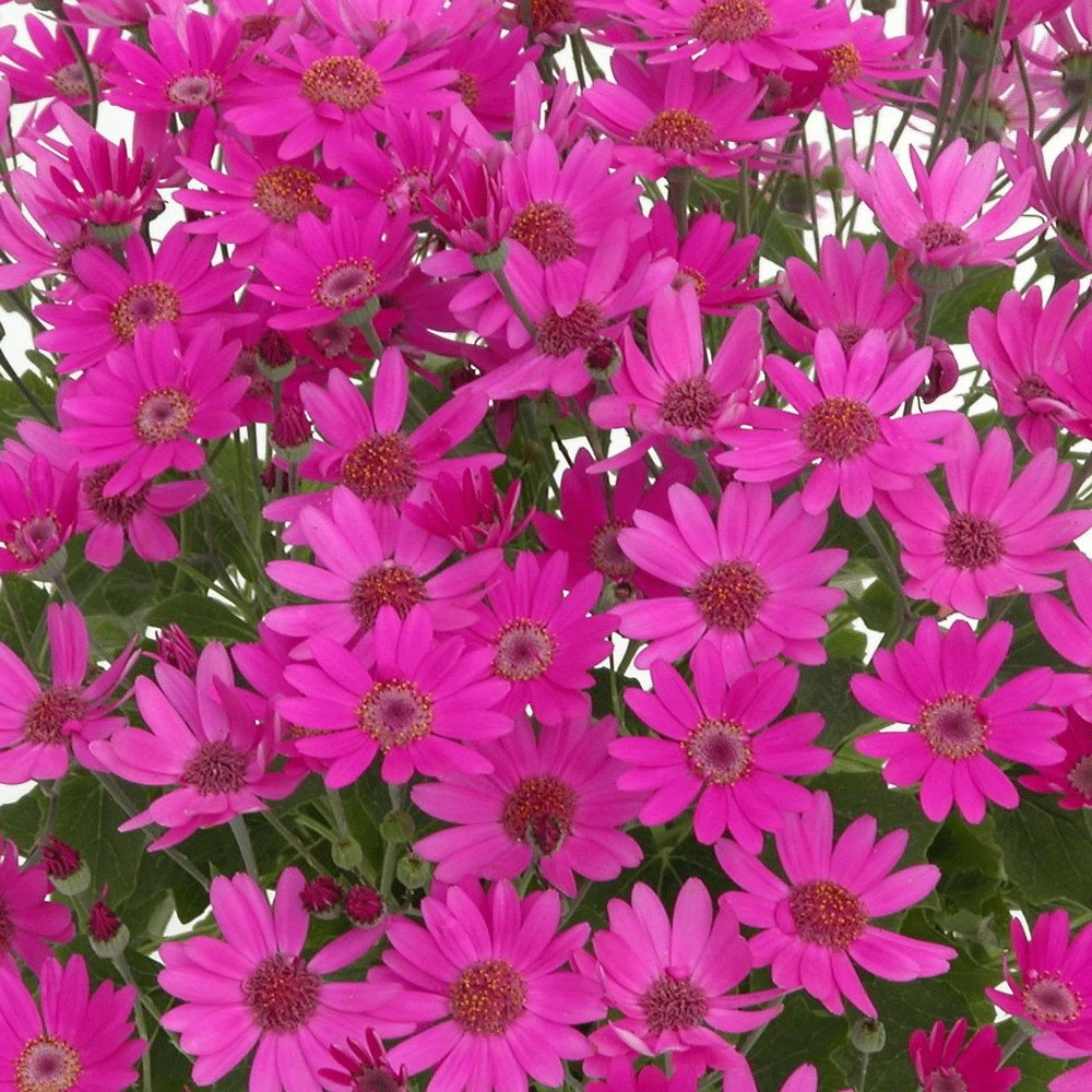 Senetti Baby Magenta Pericallis