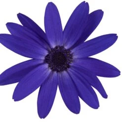 Senetti Blue Halo Pericallis