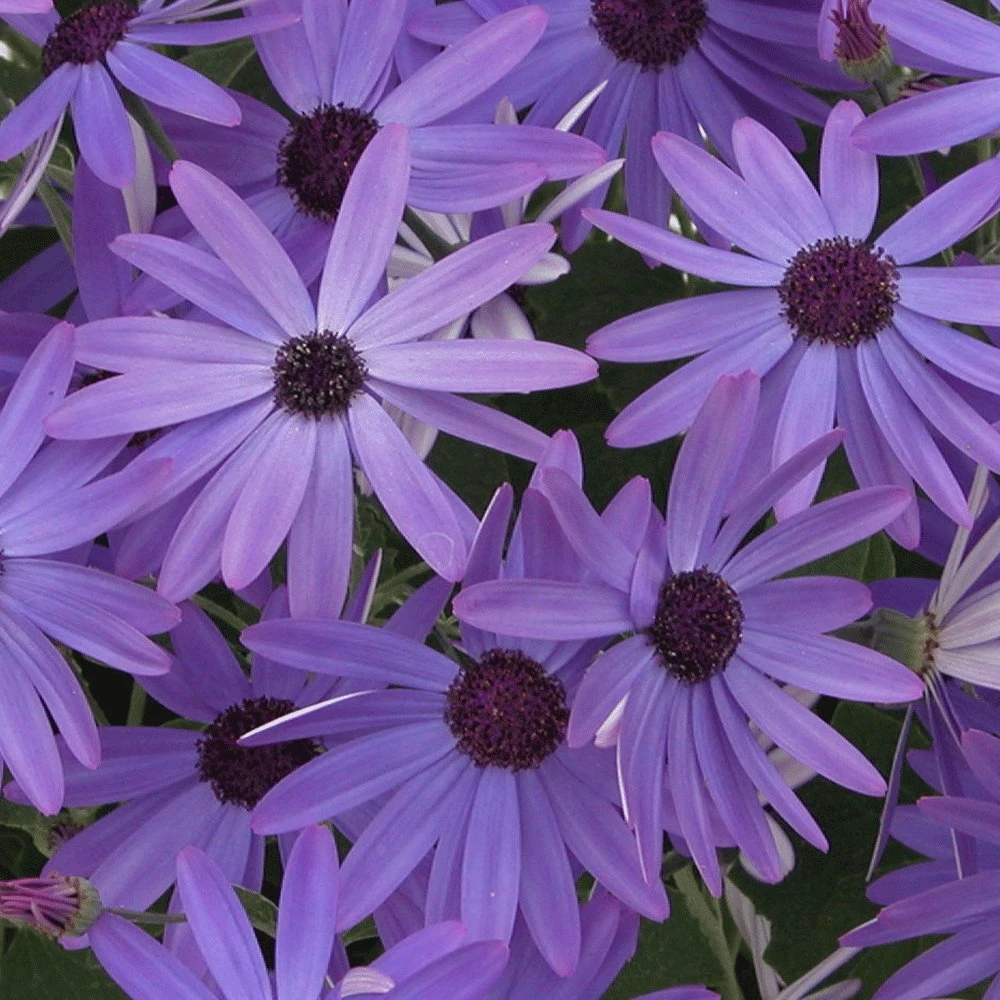 Senetti Blue Pericallis