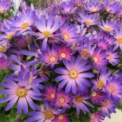Senetti Magic Salmon Pericallis